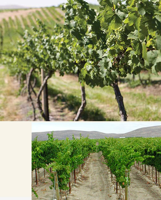 Story vineyard